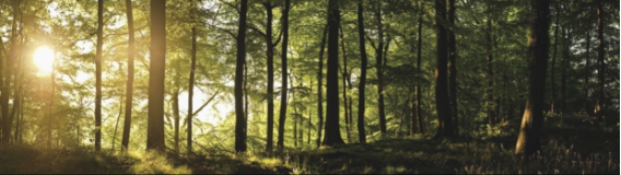 玺堡床垫测评：黑森林三防呵护，在生态中安然入睡
